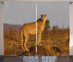 Wild Cheetah Curtain