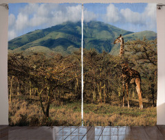 Giraffe Trees Africa Safari Curtain