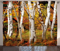 White Birch Trees Serenity Curtain