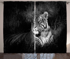 Bengal Tiger Curtain