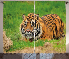Sumatran Feline Ambush Curtain