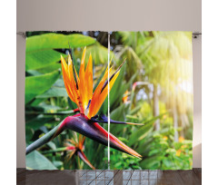 Bird of Paradise Flower Curtain