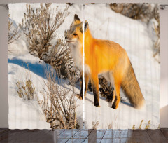 Red Fox in Snowy Nature Curtain