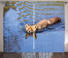 Fox Swimming in River Curtain