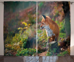 Young Wild Fox in Woodland Curtain