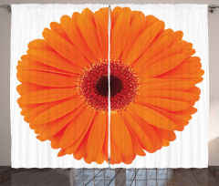 Vivid Flower of Gerbera Curtain