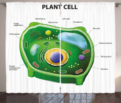 Cell Biology Plant Curtain
