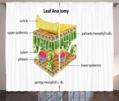 Leaf Names Theme Curtain