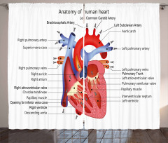 Human Body Organ Curtain