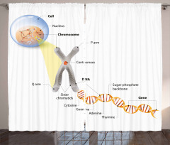 DNA Gene Genome Curtain