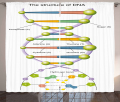 Öğretici Perde Gen ve DNA