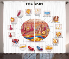 Skin Anatomy Veins Curtain