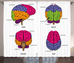Öğretici Perde Beynin Yapısı Desenli