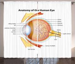 Eye Cornea Pupils Curtain