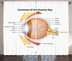 Öğretici Perde Gözün Anatomisi