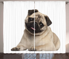 Young Puppy Lying on Floor Curtain