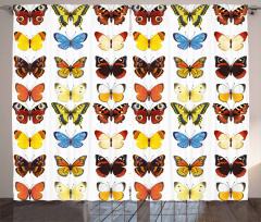 Butterflies Many Shapes Curtain