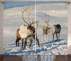 Reindeers Norway Caribou Curtain