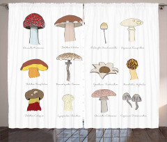 Blusher Boletus Sketch Curtain