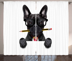 Businessman Dog Glasses Curtain