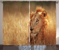 Male Lion Grass Field Curtain