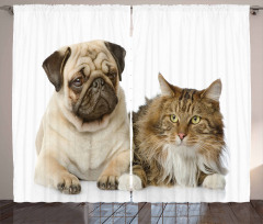 Pets Sitting Studio Shot Curtain