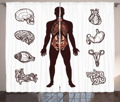 Organs Infographic Image Curtain