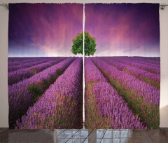 Lavender Fields and Tree Curtain