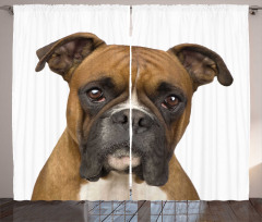 Purebred Dog Front View Curtain