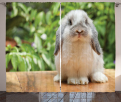 Photo of Holland Lop Rabbit Curtain