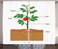 Parts of a Tomato Plant Curtain