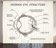 Structure of the Human Eye Curtain