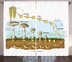 Life Cycle of Mushrooms Curtain