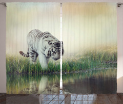 Albino Tiger Near a River Curtain