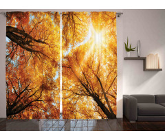 Autumn Sunbeams Forest Curtain