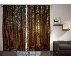 Redwood Forest Park USA Curtain