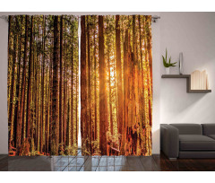 Redwoods Forestry Curtain