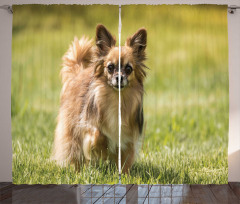 Hayvan Perde Çimenlerde Korkmuş Küçük Köpek Fotoğrafı