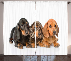 Puppies Lying Together Curtain