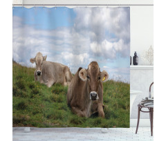 Resting Cows and Sky Shower Curtain