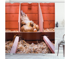 Hen in Cage with Eggs Shower Curtain