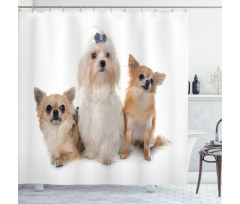 Chihuahua and Maltese Dogs Shower Curtain