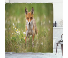 Young Curious Coyote Animal Shower Curtain