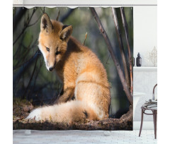 Young Coyote in Forest Sunrays Shower Curtain