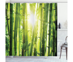 Sun Beams in Wild Jungle Shower Curtain
