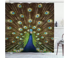 Peacock with Feathers Shower Curtain