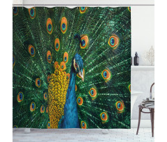 Portrait of the Peacock Shower Curtain