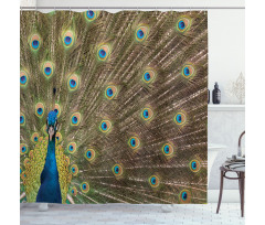 Peacock Making the Wheel Shower Curtain