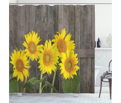 Helianthus Sunflowers Shower Curtain