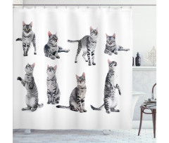 Striped Furry Animal Posing Shower Curtain